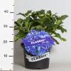 Hydrangea Macrophylla Classic&reg; "Fripon Blue"&reg; boerenhortensia