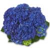 Hydrangea Macrophylla Classic&reg; "Jip"&reg; boerenhortensia
