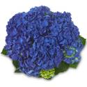 Hydrangea Macrophylla Classic&reg; "Jip"&reg; boerenhortensia