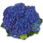 Hydrangea Macrophylla Classic&reg; "Jip"&reg; boerenhortensia