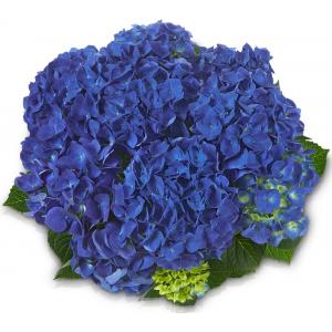 Hydrangea Macrophylla Classic® "Jip"® boerenhortensia Hydrangea Macrophylla Classic® "Jip"® boerenhortensia