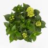 Hydrangea Macrophylla Classic&reg; "Jip"&reg; boerenhortensia