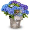 Hydrangea Macrophylla "Three Sisters"&reg; Blue boerenhortensia