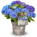 Hydrangea Macrophylla "Three Sisters"&reg; Blue boerenhortensia