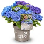 Hydrangea Macrophylla "Three Sisters"&reg; Blue boerenhortensia