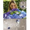Hydrangea Macrophylla "Three Sisters"&reg; Blue boerenhortensia