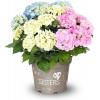 Hydrangea Macrophylla "Three Sisters"&reg; Pastel boerenhortensia