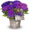 Hydrangea Macrophylla "Three Sisters"&reg; Violett boerenhortensia