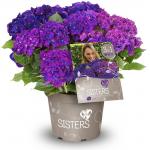 Hydrangea Macrophylla "Three Sisters"&reg; Violett boerenhortensia