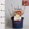 Hydrangea Macrophylla "Magical Greenfire"&reg; boerenhortensia