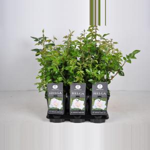 Grootbloemige roos (rosa "Helga") Grootbloemige roos (rosa "Helga")