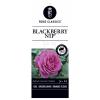 Grootbloemige roos (rosa "Blackberry Nip"&reg;)