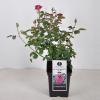 Grootbloemige roos (rosa "Blackberry Nip"&reg;)
