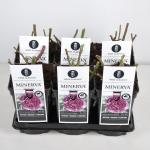 Trosroos (rosa "Minerva"&reg;)