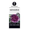 Trosroos (rosa "Minerva"&reg;)