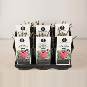 Trosroos (rosa "Rose de Rescht"®) Trosroos (rosa "Rose de Rescht"®)