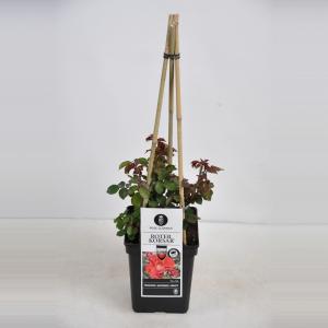 Klim trosroos (rosa "Roter Korsar"®) Klim trosroos (rosa "Roter Korsar"®)