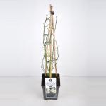 Rambler klimroos (rosa rambler "Guirlande d'Amour"&reg;)