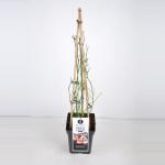 Rambler klimroos (rosa "Open Arms"&reg;) 