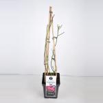 Rambler klimroos (rosa "Perennial Blue"&reg;)