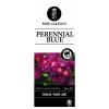 Rambler klimroos (rosa "Perennial Blue"&reg;)