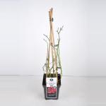 Rambler klimroos (rosa "Rambling Rosie"&reg;)