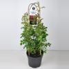 Rambler klimroos (rosa "Rambling Rosie"&reg;)
