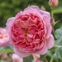 Engelse klimroos (rosa "Boscobel"&reg;)
