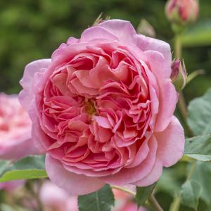 Engelse klimroos (rosa "Boscobel"®) Engelse klimroos (rosa "Boscobel"®)