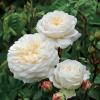 Engelse klimroos (rosa "Tranquillity"&reg;)