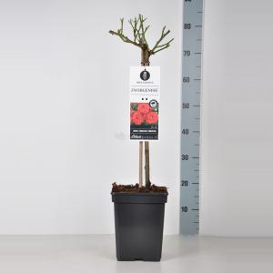 Miniatuurroos op stam (rosa "Zwergenfee"®) Miniatuurroos op stam (rosa "Zwergenfee"®)