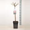 Grootbloemige roos op stam 50 cm (rosa "Corfu"&reg;)
