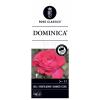 Grootbloemige roos op stam 50 cm (rosa "Dominica"&reg;) 