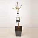 Grootbloemige roos op stam 50 cm (rosa "Isle of White"&reg;) 