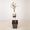Grootbloemige roos op stam 50 cm (rosa "La Palma"&reg;)