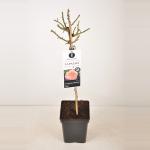Grootbloemige roos op stam 50 cm (rosa "La Palma"&reg;)
