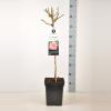 Grootbloemige roos op stam 50 cm (rosa "La Palma"&reg;)