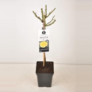 Grootbloemige roos op stam 50 cm (rosa "Malta"®) Grootbloemige roos op stam 50 cm (rosa "Malta"®)