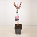 Grootbloemige roos op stam 50 cm (rosa "Mauritius"&reg;) 