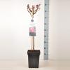 Grootbloemige roos op stam 50 cm (rosa "Mauritius"&reg;) 