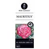 Grootbloemige roos op stam 50 cm (rosa "Mauritius"&reg;) 
