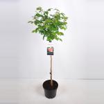 Grootbloemige roos op stam (rosa "Chippendale"&reg;) 