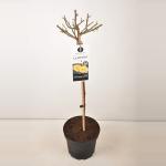 Trosroos op stam (rosa "Lampion"&reg;)