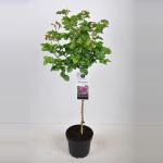 Trosroos op stam (rosa "Minerva"&reg;) 