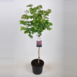 Trosroos op stam (rosa "Minerva"®) Trosroos op stam (rosa "Minerva"®)