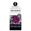 Trosroos op stam (rosa "Minerva"&reg;) 