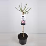 Persica roos op stam (rosa Persica "Bright Eyes"&reg;) 