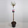 Treurroos op stam (Rosa "Eden Rose"&reg;)