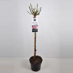 Treurroos op stam (Rosa "Eden Rose"&reg;)