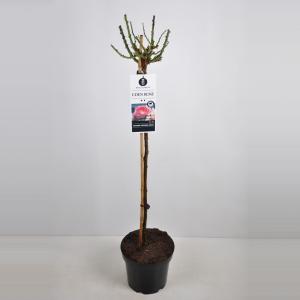 Treurroos op stam (Rosa "Eden Rose"®) Treurroos op stam (Rosa "Eden Rose"®)